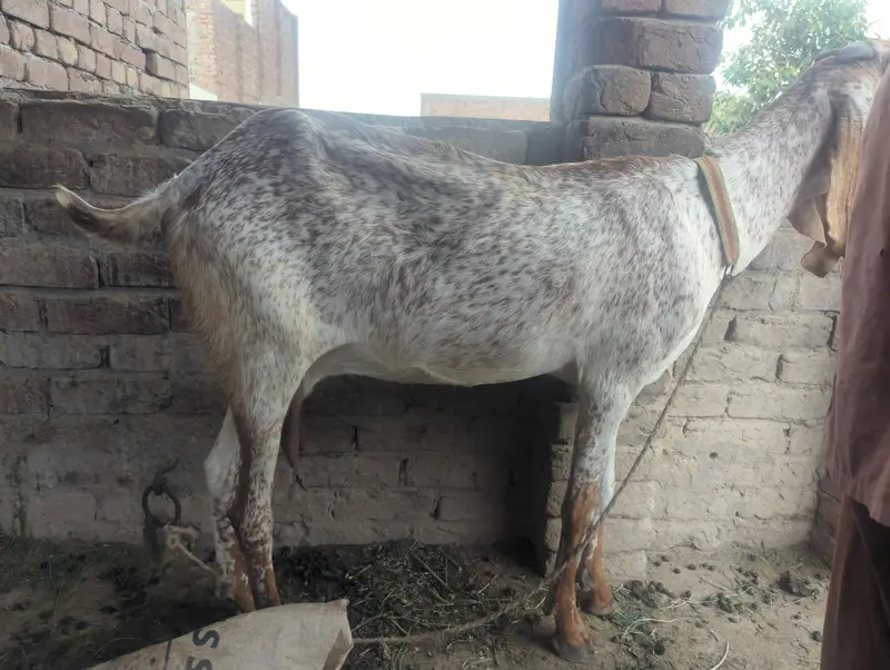 phunder makichini bakri for sale — photo 3