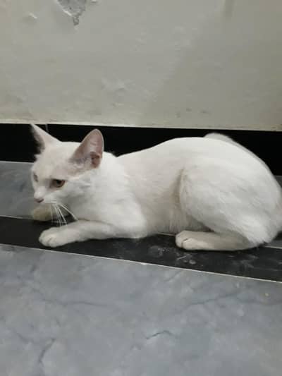 Persian cat trained