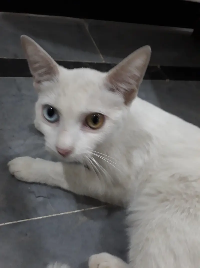 Persian cat trained — photo 3
