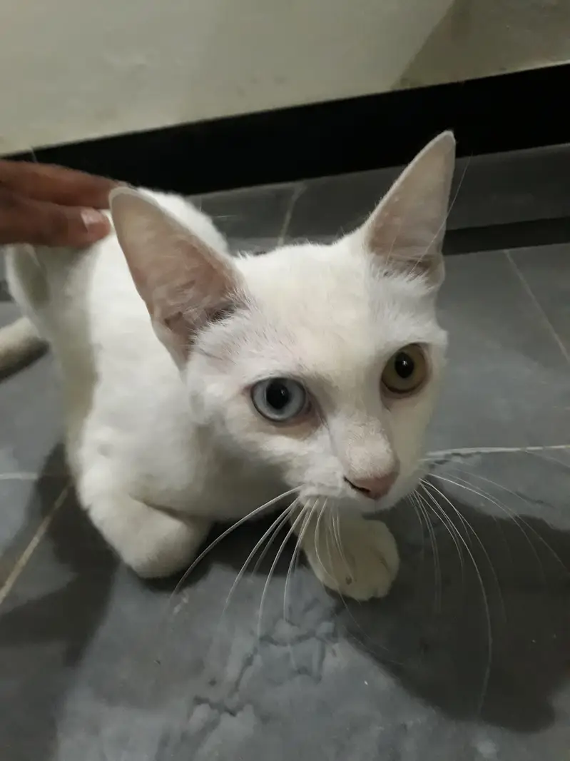 Persian cat trained — photo 5
