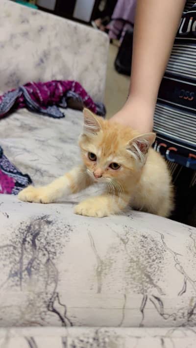 Persian plus long cat breed pair for sale 20000