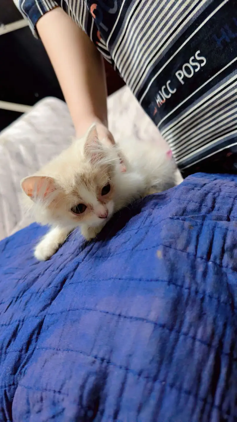 Persian plus long cat breed pair for sale 20000 — photo 2