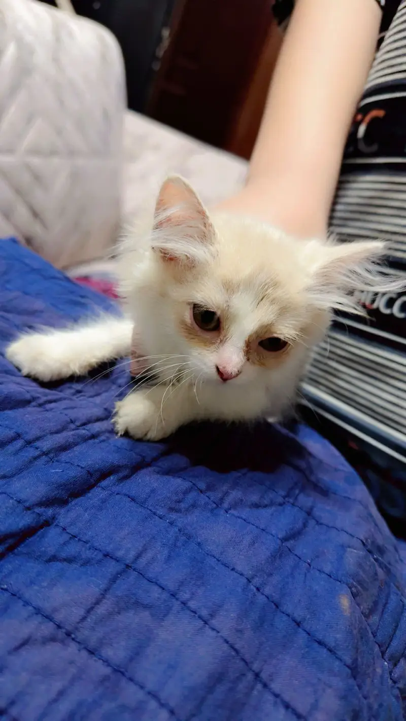Persian plus long cat breed pair for sale 20000 — photo 5