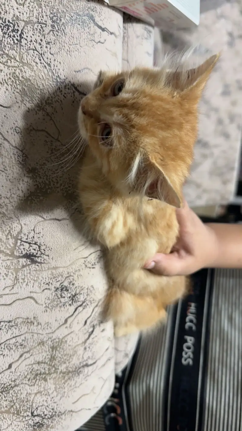 Persian plus long cat breed pair for sale 20000 — photo 6