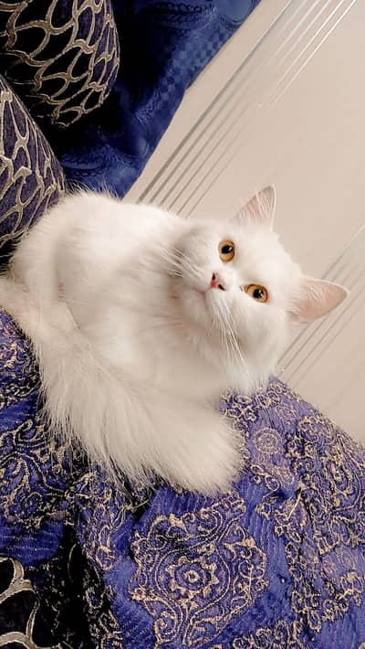 cat for sale. . 5k waly rabta na karain . . details ma sab likha ha
