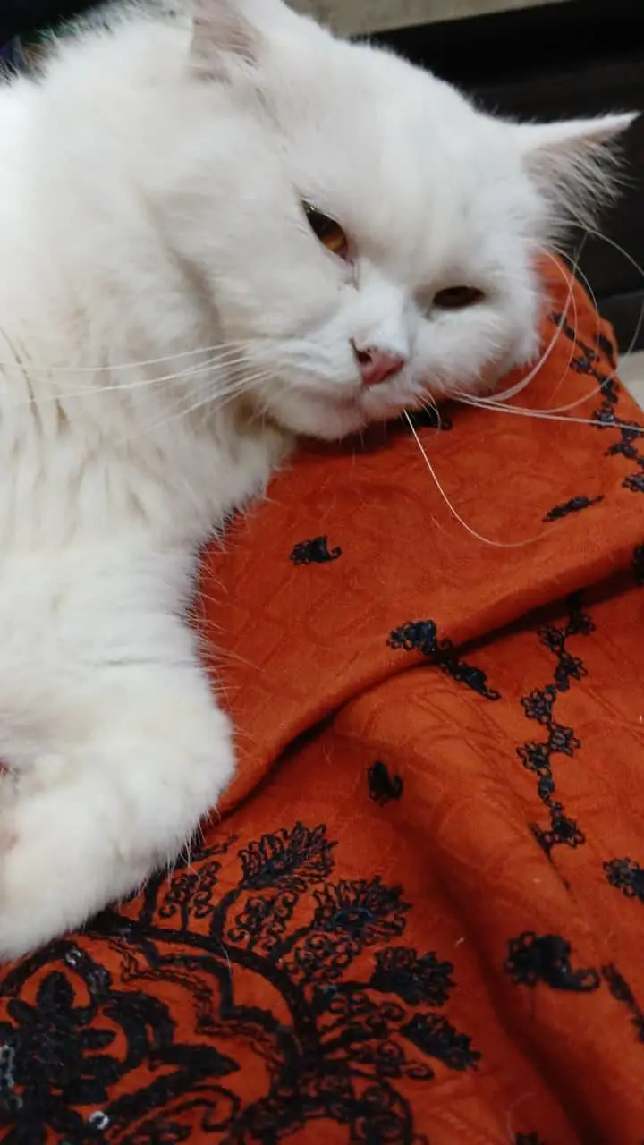 cat for sale. . 5k waly rabta na karain . . details ma sab likha ha — photo 2