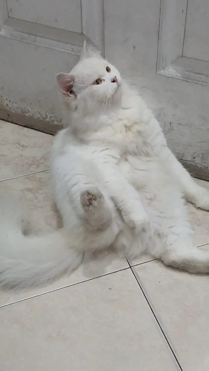 cat for sale. . 5k waly rabta na karain . . details ma sab likha ha — photo 3