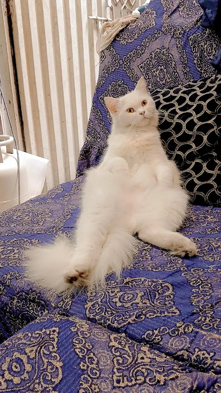 cat for sale. . 5k waly rabta na karain . . details ma sab likha ha — photo 4