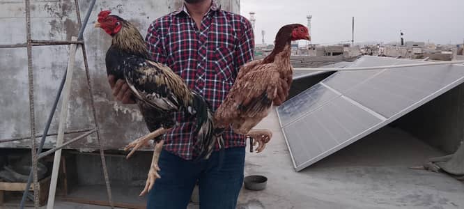 Aseel breeder pair or 2 phaty Whatsapp no 03435602841