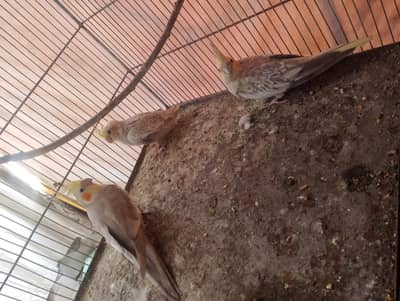 cocktail pair for sale