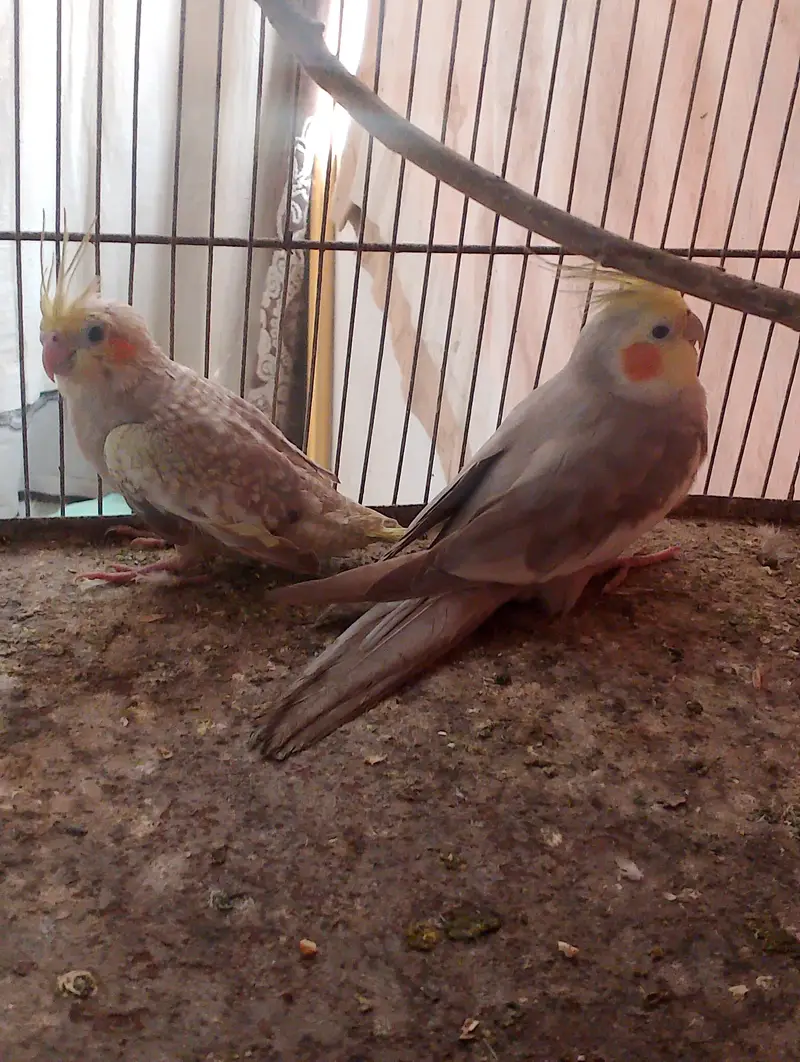 cocktail pair for sale — photo 3