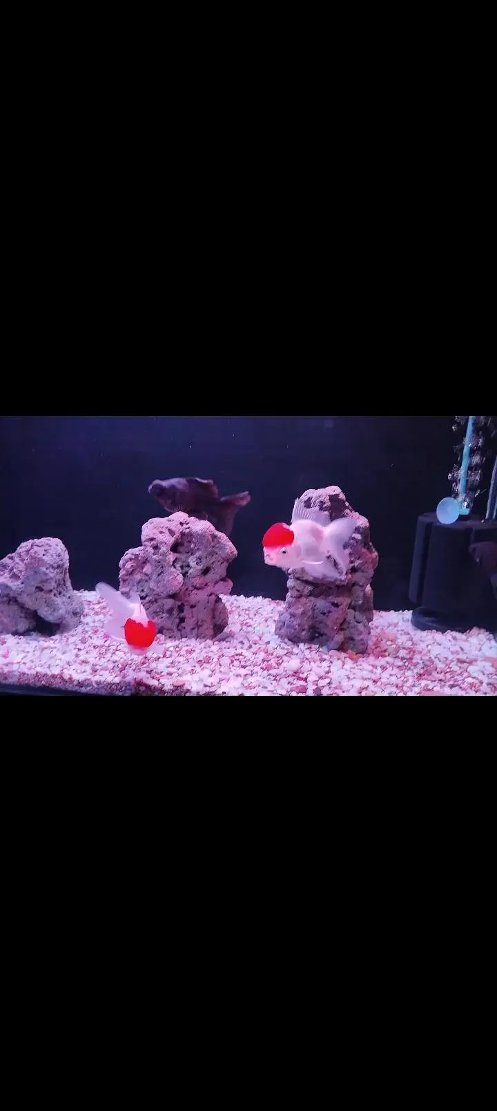 Decent Fish Aquarium — photo 2