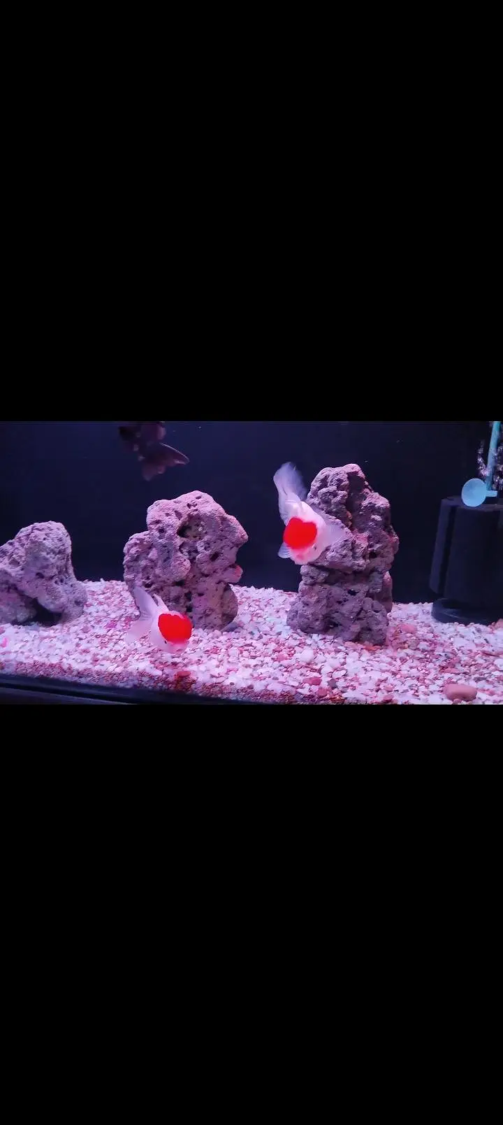 Decent Fish Aquarium — photo 3