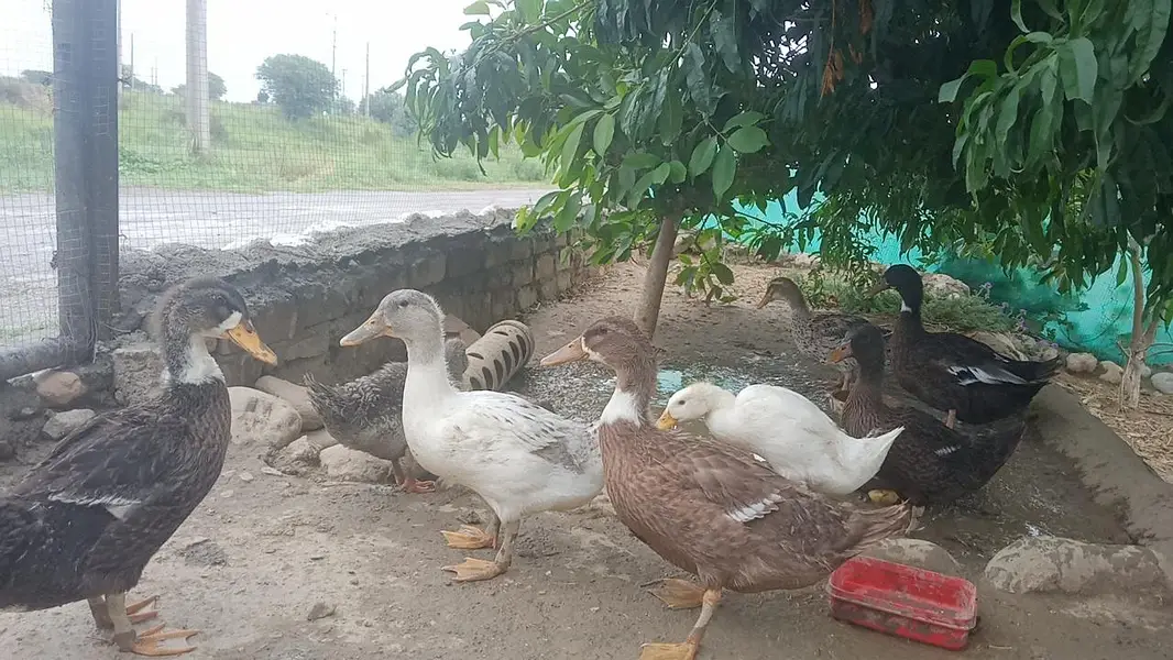 ducks for sale