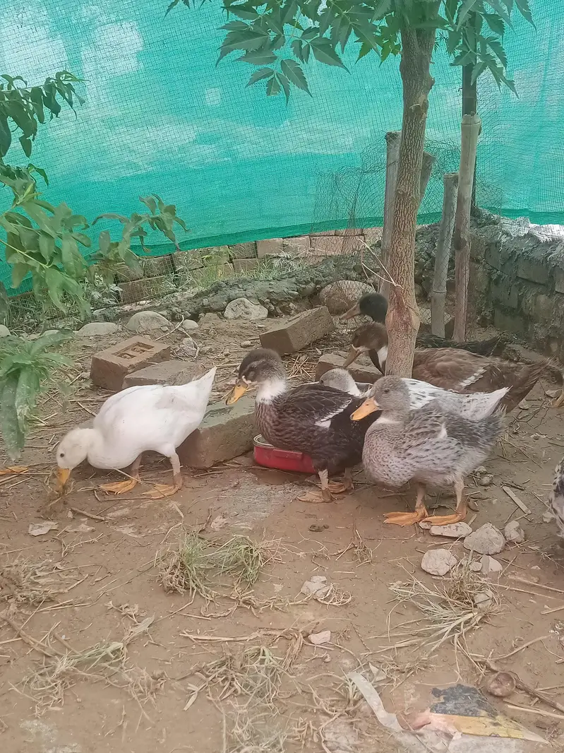 ducks for sale — photo 2