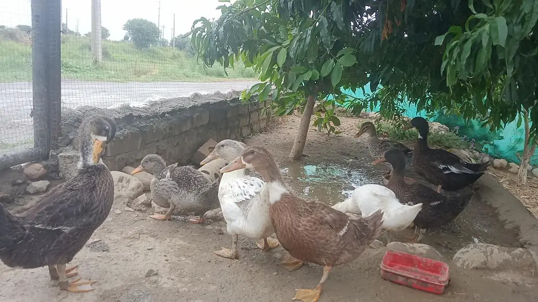 ducks for sale — photo 3