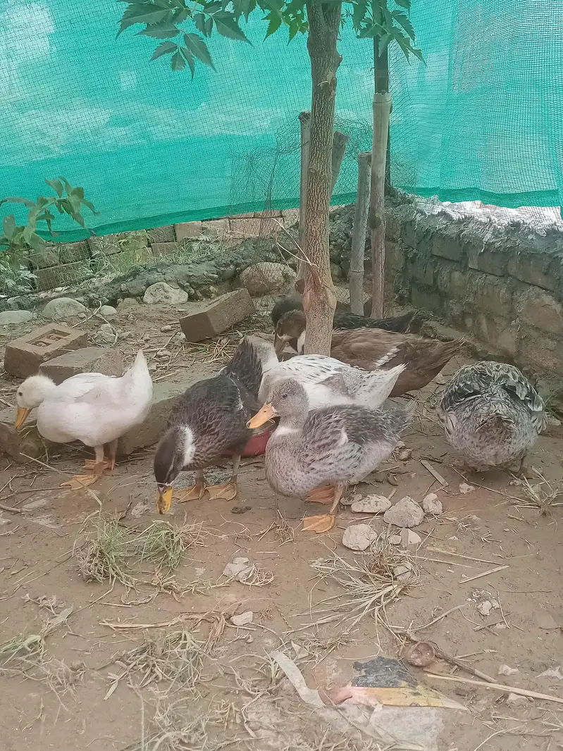 ducks for sale — photo 4