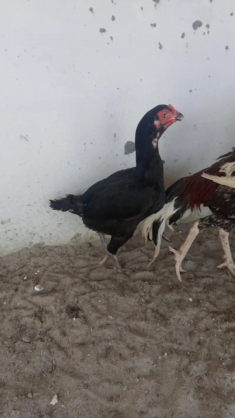 mianwali Madi for sale — photo 2
