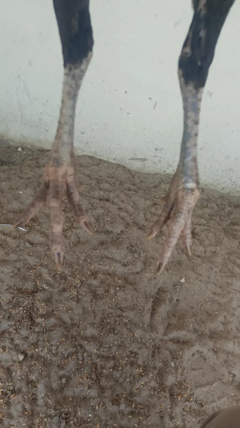 mianwali Madi for sale — photo 4