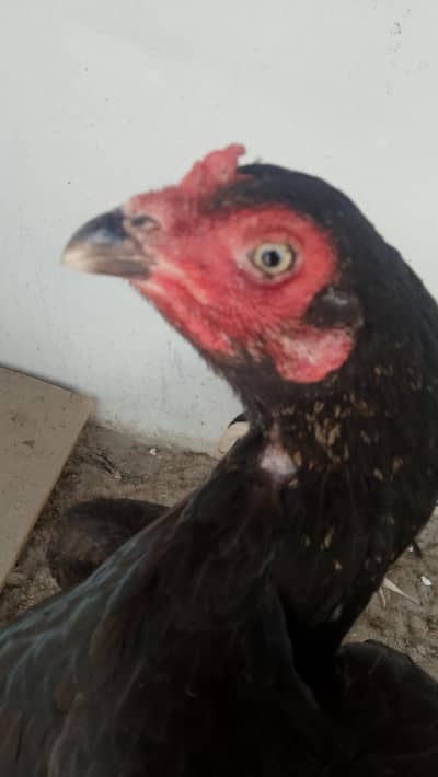 mianwali Madi for sale