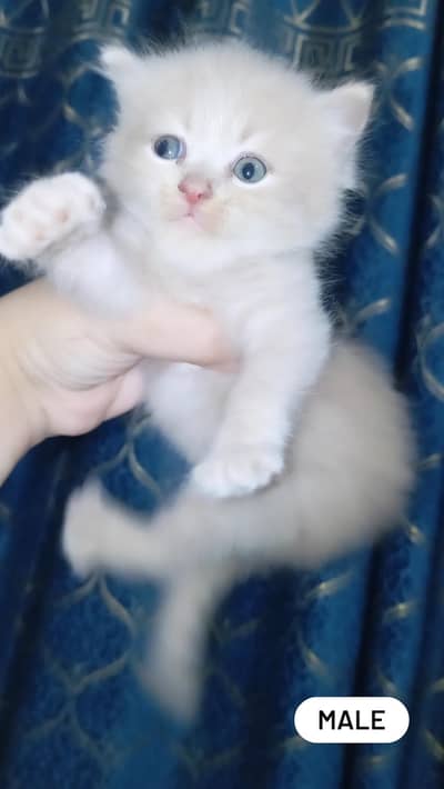 pure home Persian kittens for sale