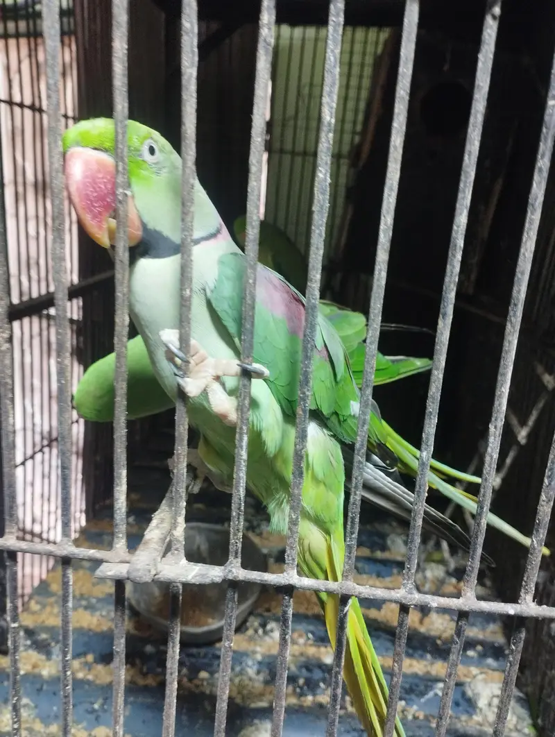 bolane wale — photo 2