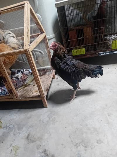 aseel hens sindhi breeder