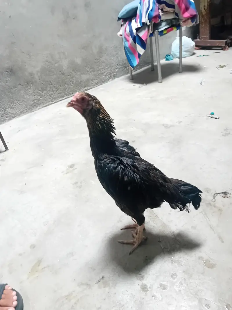 aseel hens sindhi breeder — photo 2