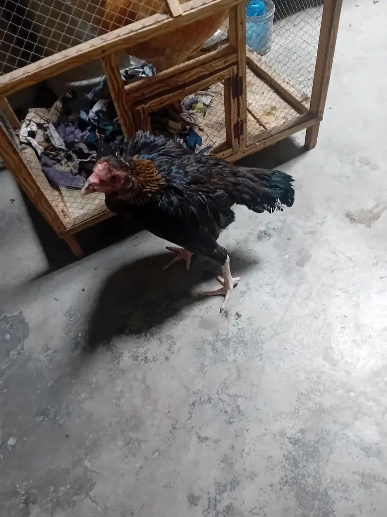 aseel hens sindhi breeder — photo 3