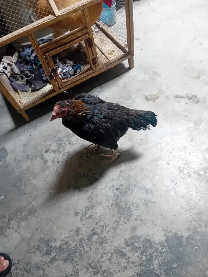 aseel hens sindhi breeder — photo 4