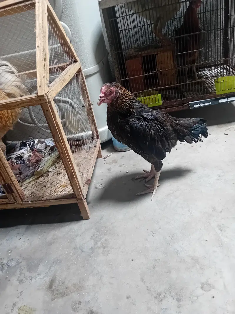 aseel hens sindhi breeder — photo 5