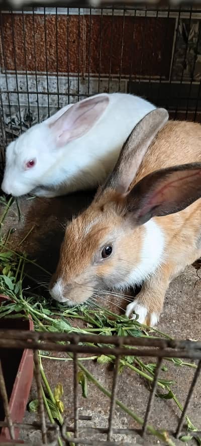 Rabbits Pair - khargosh
