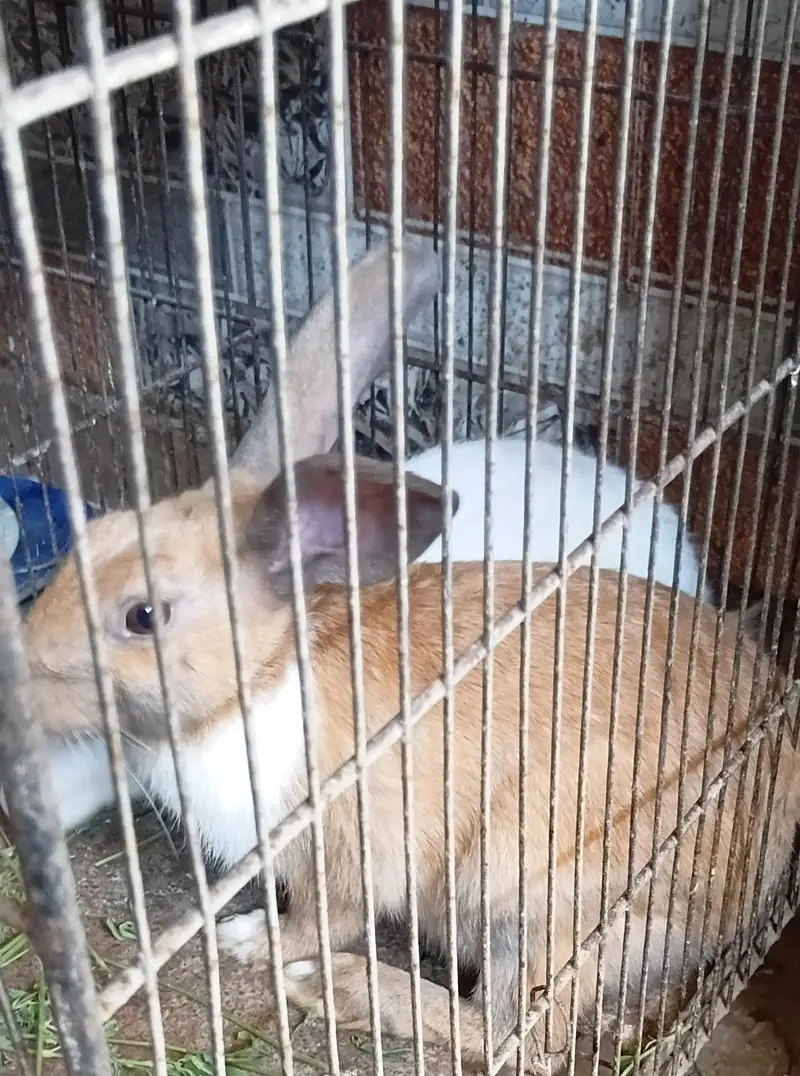Rabbits Pair - khargosh — photo 2