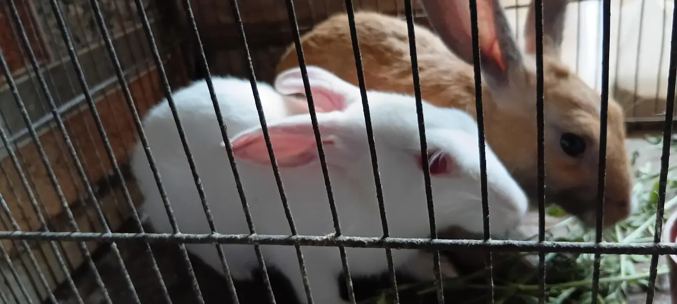 Rabbits Pair - khargosh — photo 3