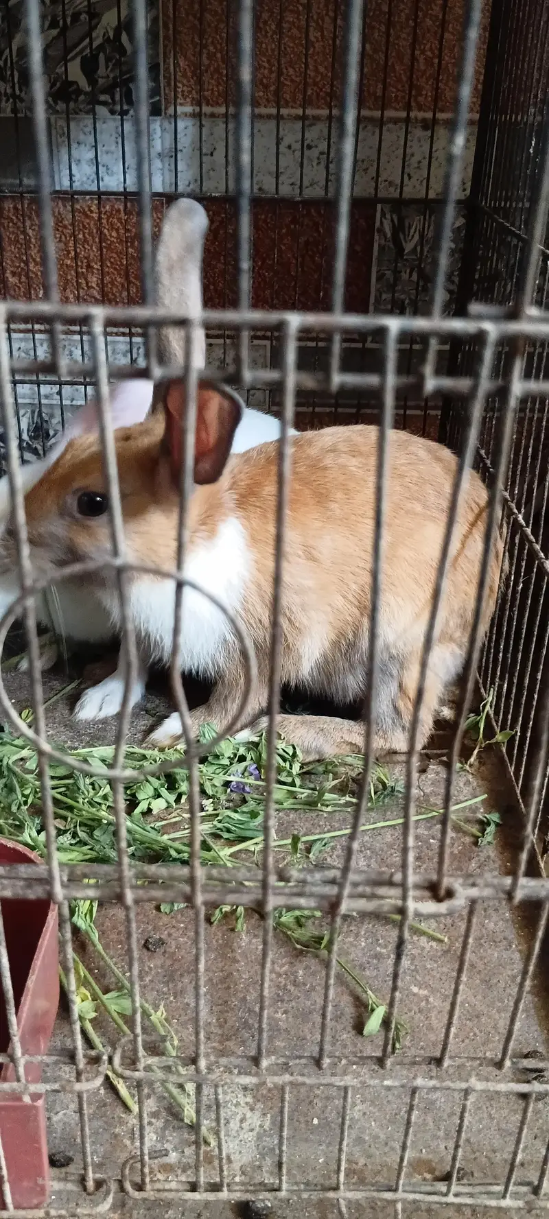 Rabbits Pair - khargosh — photo 4