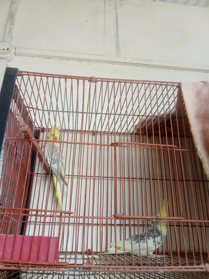 koi bimari NH ha ok ha bilkol