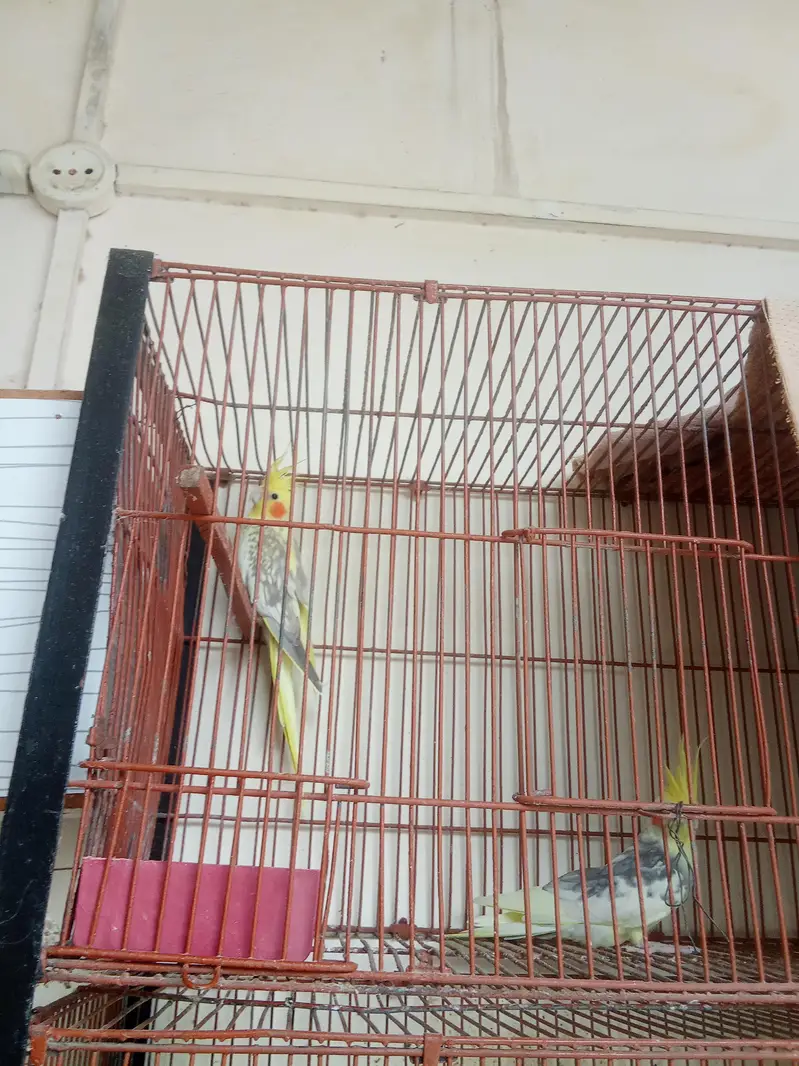 koi bimari NH ha ok ha bilkol — photo 2