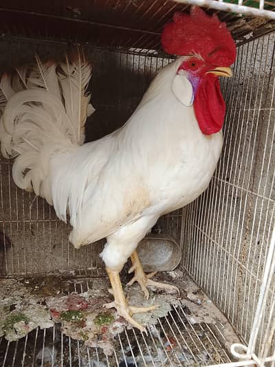 Urgent sale Hens 2 pairs