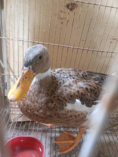 duck 4 month age