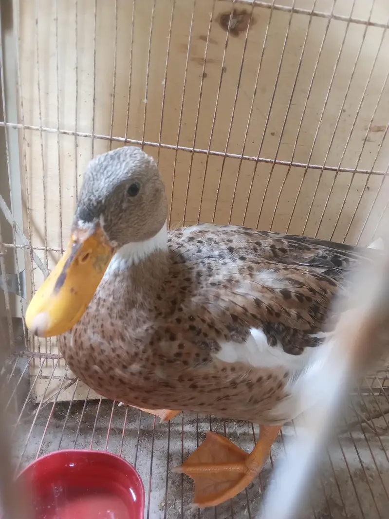 duck 4 month age — photo 2