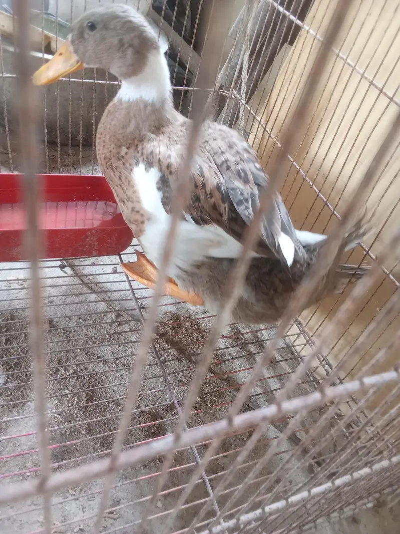 duck 4 month age — photo 3