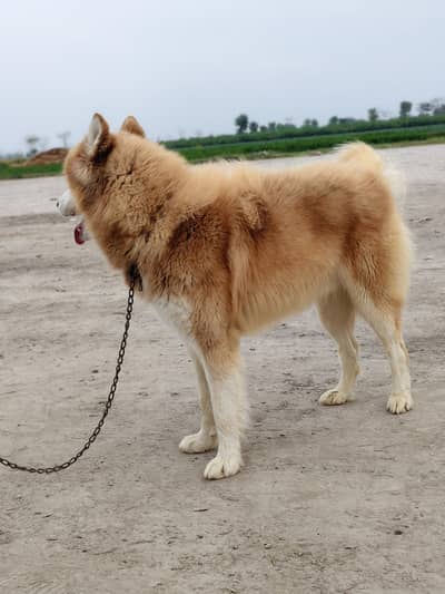 Siberian Husky Wooly coat