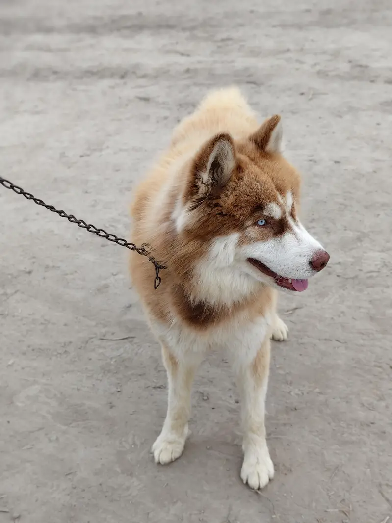 Siberian Husky Wooly coat — photo 2