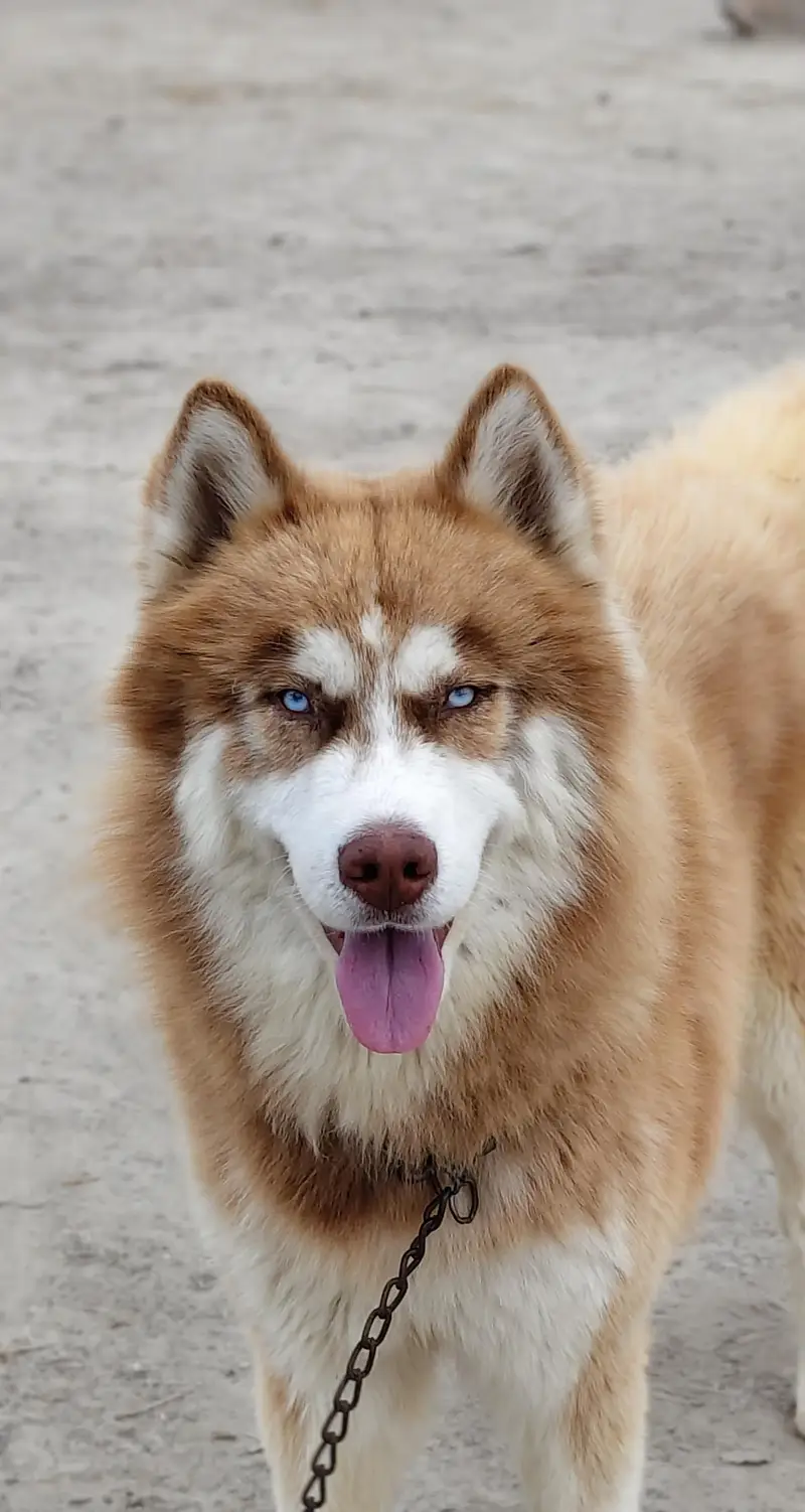 Siberian Husky Wooly coat — photo 3