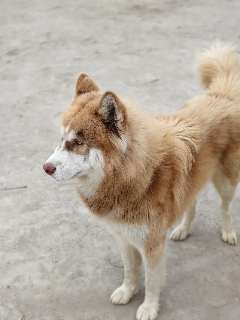 Siberian Husky Wooly coat — photo 4