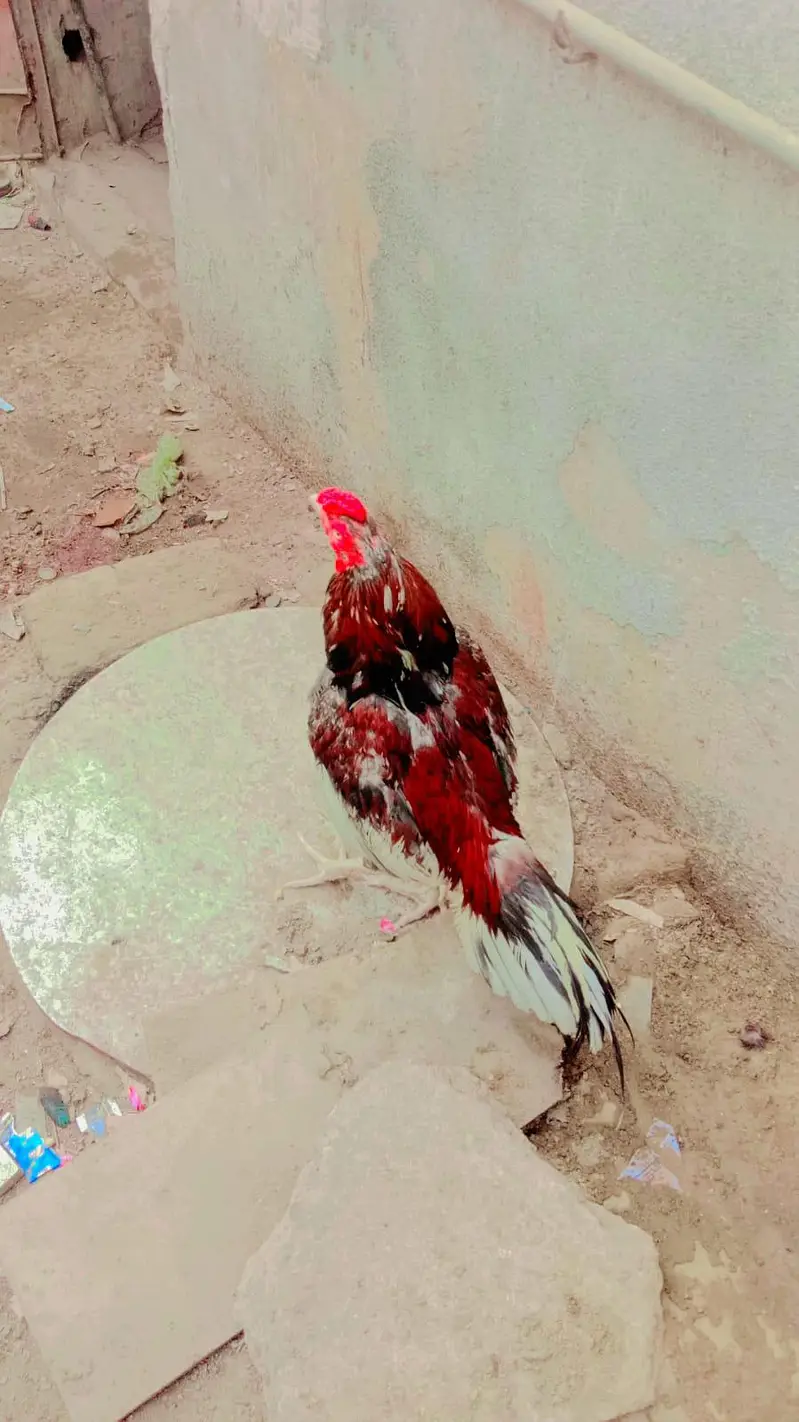 hagimurga aur do murge lakha Lal aur do dragon murgi black jism black — photo 4