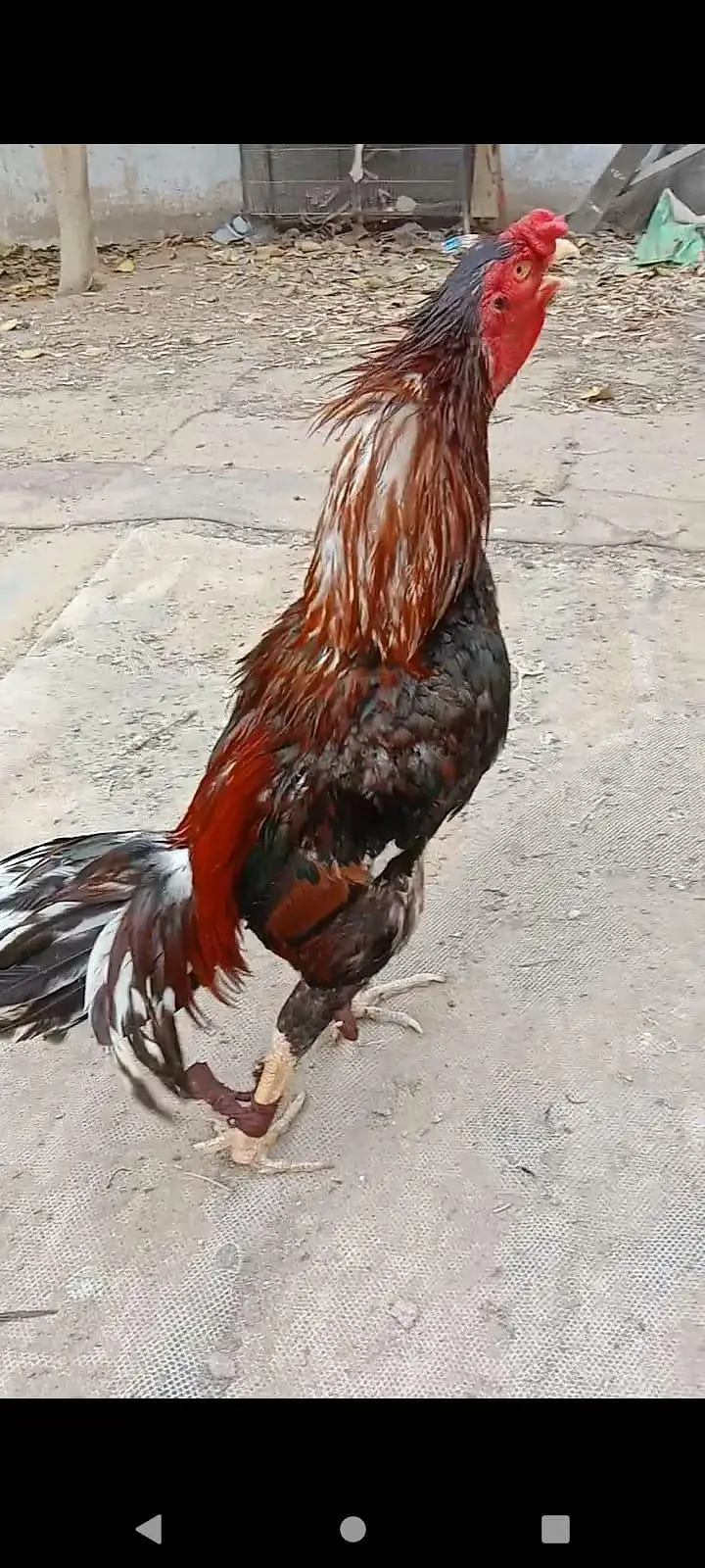 hagimurga aur do murge lakha Lal aur do dragon murgi black jism black — photo 5