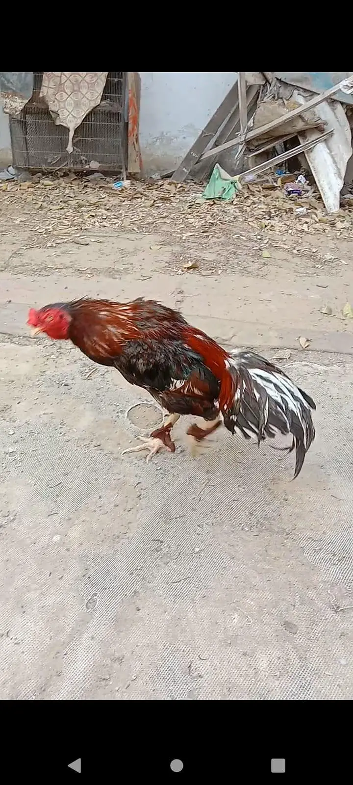 hagimurga aur do murge lakha Lal aur do dragon murgi black jism black — photo 7