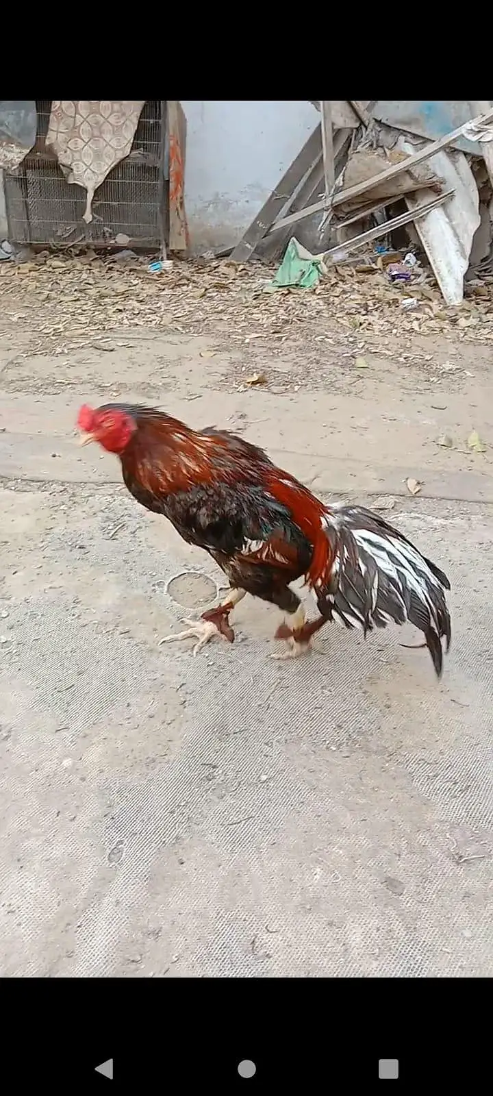 hagimurga aur do murge lakha Lal aur do dragon murgi black jism black — photo 8