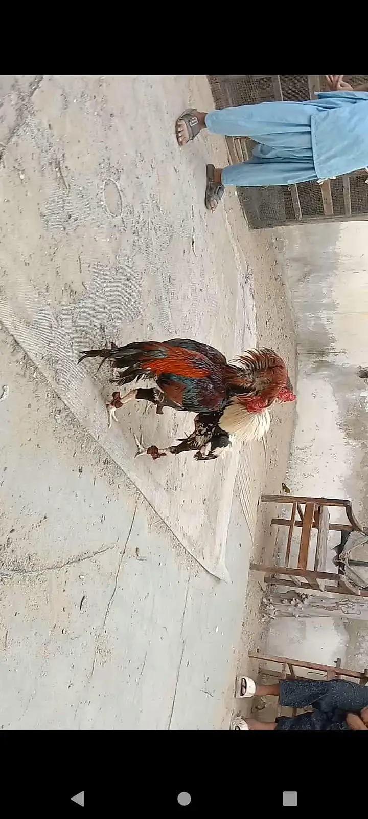 hagimurga aur do murge lakha Lal aur do dragon murgi black jism black — photo 9